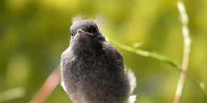 aubier-montezillon-oiseau-acceuil